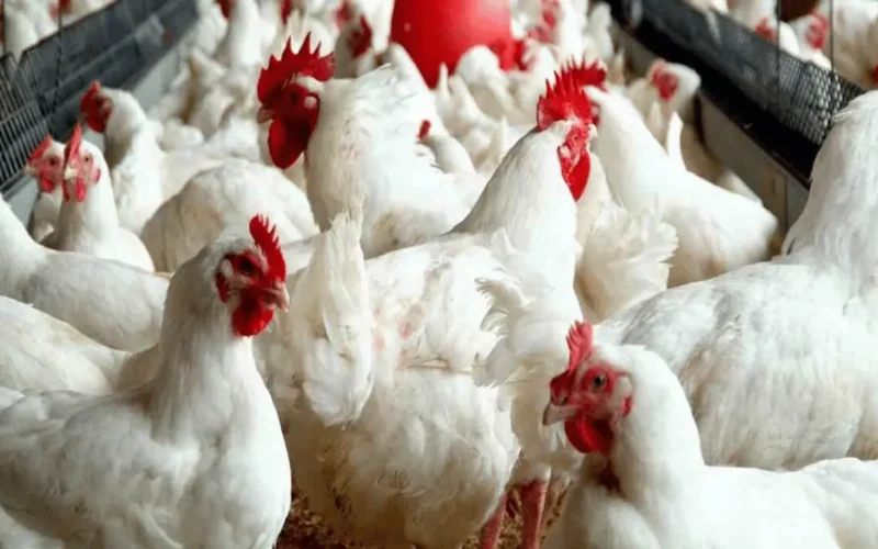 أسعار الفراخ اليوم: استقرار سعر البيض والبانيه في الأسواق وتؤثر على المشتريات اليومية